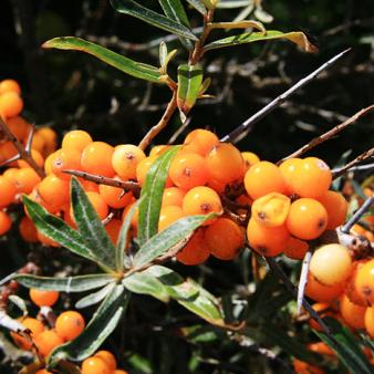 Sanddorn. Foto © Lena Malzahn (2011) Sanddorn. Foto © Lena Malzahn 2011