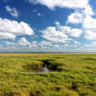 Süderheller-Salzwiesen. Foto © Erik Kohl (2017) Süderheller-Salzwiesen. Foto © Erik Kohl 2017