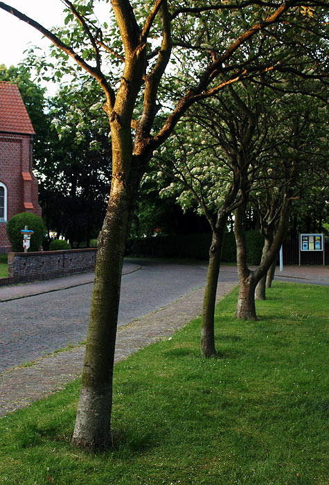 Baumreihe an der Bahnhof- / Carstenstraße