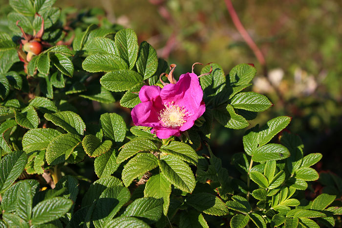 Rosa Blüte der Kartoffelrose