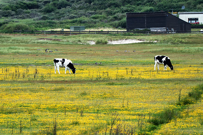 Weidende Kühe im Westinnengroden