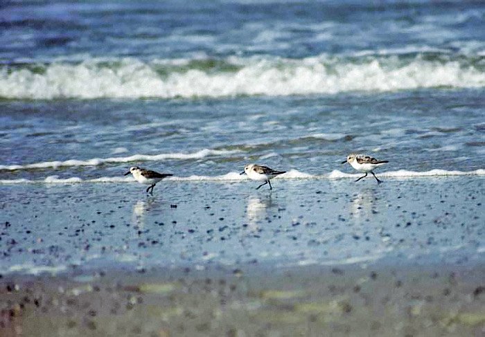 Sanderlinge am Strand