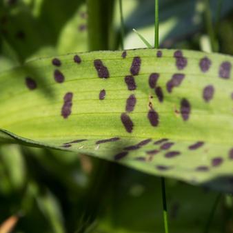 Geflecktes Knabenkraut. Foto © Erik Kohl 2016