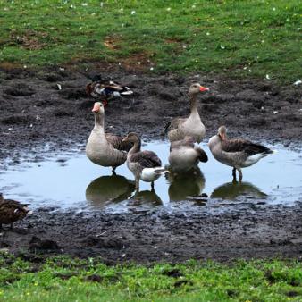 Graugans-Familie im Wasserloch. Foto © Jennifer Beckmann (2020) Graugans-Familie im Wasserloch. Foto © Jennifer Beckmann 2020
