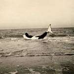 Strandung eines Orcas